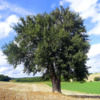 happytrees123